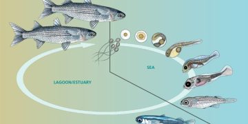 Nueva guía FAO impulsa al múgil como especie estratégica para una acuicultura más sostenible: ¿qué significa para Chile?