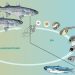 Nueva guía FAO impulsa al múgil como especie estratégica para una acuicultura más sostenible: ¿qué significa para Chile?
