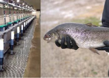 Dieta con harina de insectos y alto contenido energético impulsa el cultivo de especies emergentes en la acuicultura
