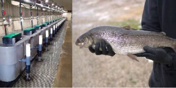 Dieta con harina de insectos y alto contenido energético impulsa el cultivo de especies emergentes en la acuicultura
