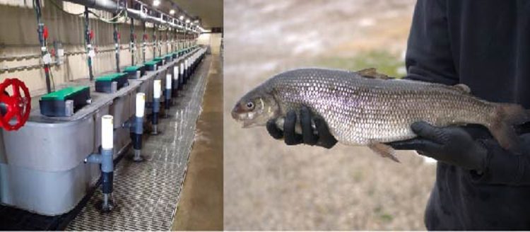 Dieta con harina de insectos y alto contenido energético impulsa el cultivo de especies emergentes en la acuicultura