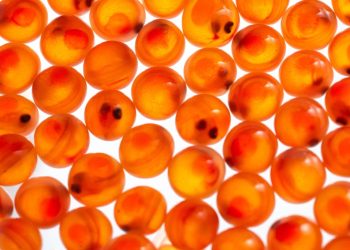China acelera su producción local de Salmón Atlántico: Nueva partida de ovas desde Islandia consolida el modelo RAS en Ningbo