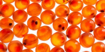 China acelera su producción local de Salmón Atlántico: Nueva partida de ovas desde Islandia consolida el modelo RAS en Ningbo