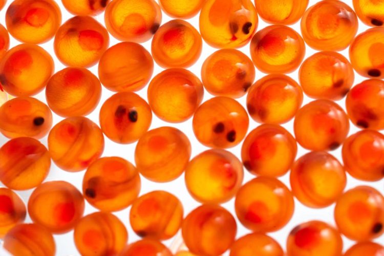 China acelera su producción local de Salmón Atlántico: Nueva partida de ovas desde Islandia consolida el modelo RAS en Ningbo