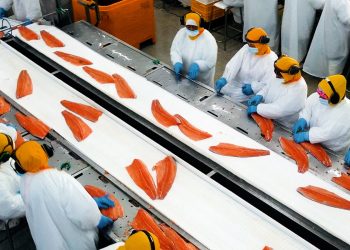 Salmoneros apuntan a duplicar exportaciones si se destraban nudos regulatorios
