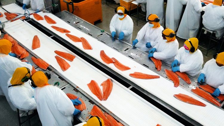 Salmoneros apuntan a duplicar exportaciones si se destraban nudos regulatorios