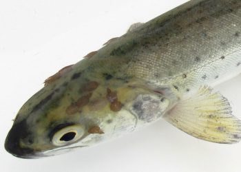 Inicia campaña 2026 de control del piojo de mar en Noruega