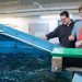 Universidad lanza centro de acuicultura para potenciar cultivo de salmón en EE.UU