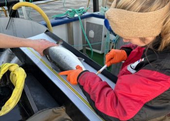 Noruega aprueba primer método no letal de muestreo de sangre en salmones