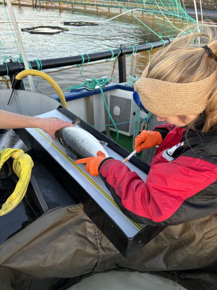 Noruega aprueba primer método no letal de muestreo de sangre en salmones