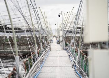 SMA envía 998 alertas a salmoneras por ubicación de estructuras