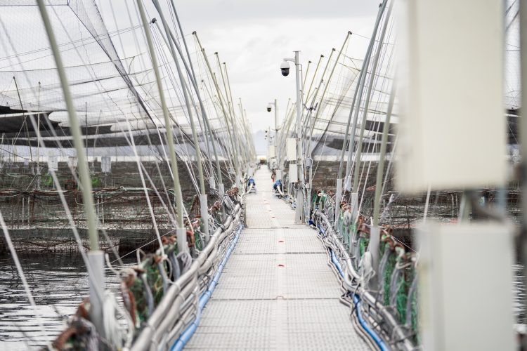 SMA envía 998 alertas a salmoneras por ubicación de estructuras