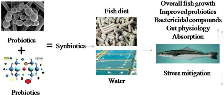 El potencial de probióticos, prebióticos y simbióticos para fortalecer la salud de peces y reducir uso de antibióticos