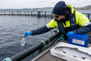Vacunas contra la Enfermedad del Páncreas demuestran que también frenan la propagación del virus en el mar
