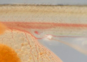 La biotecnología que capta la atención acuícola: transferencia de células germinales promete acelerar el impacto genético en salmónidos