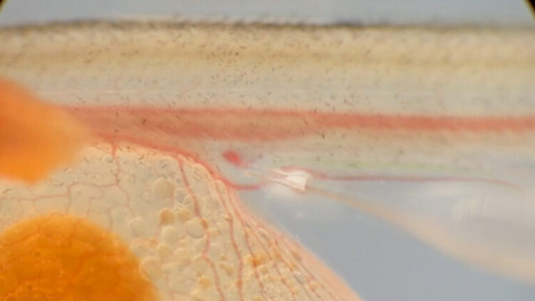 La biotecnología que capta la atención acuícola: transferencia de células germinales promete acelerar el impacto genético en salmónidos
