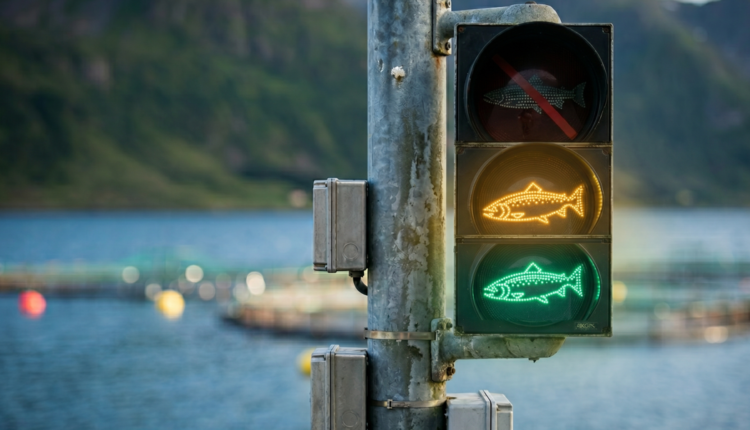 Autorizan crecimiento acuícola en tres regiones de Noruega mientras que una zona sufrirá importante recorte