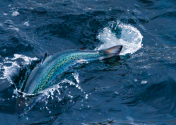 Andfjord Salmon completa su primera venta de post-smolts
