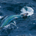 Andfjord Salmon completa su primera venta de post-smolts
