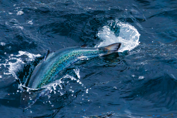 Andfjord Salmon completa su primera venta de post-smolts