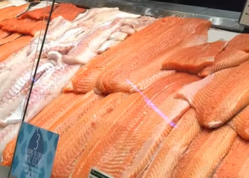 Precio spot del salmón inicia ajuste estacional mientras China acelera su demanda por producto noruego