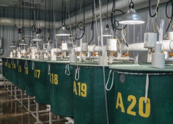 AquaBounty vuelve a captar capital tras su colapso: recauda US$2,25 millones mientras busca redefinir su futuro