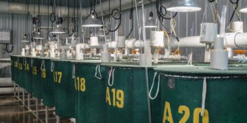 AquaBounty vuelve a captar capital tras su colapso: recauda US$2,25 millones mientras busca redefinir su futuro