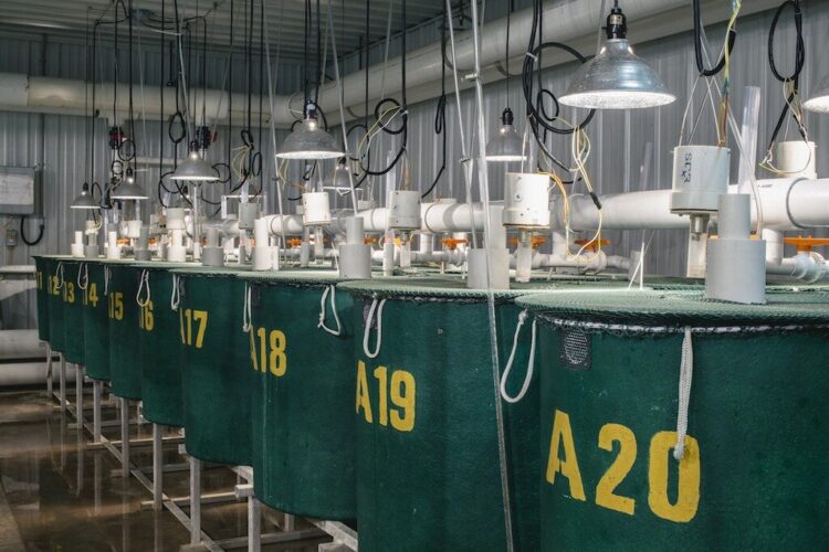 AquaBounty vuelve a captar capital tras su colapso: recauda US$2,25 millones mientras busca redefinir su futuro