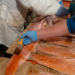 Video revela uso de «maquillaje» para salmones descompuestos en plantas clandestinas