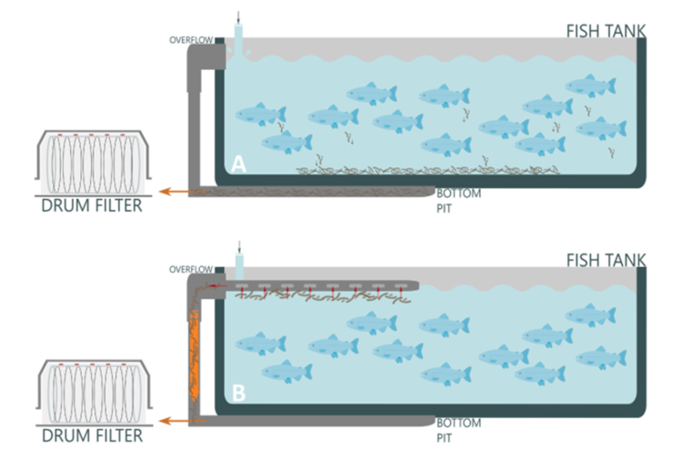 ¿La próxima revolución del RAS? Innovadora dieta con corcho duplica la remoción de sólidos y mejora la calidad del agua
