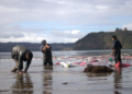 Estudio analiza perfiles de empleo en pesca y acuicultura en la Región de Los Lagos.