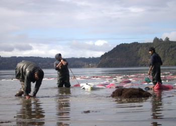 Estudio analiza perfiles de empleo en pesca y acuicultura en la Región de Los Lagos.