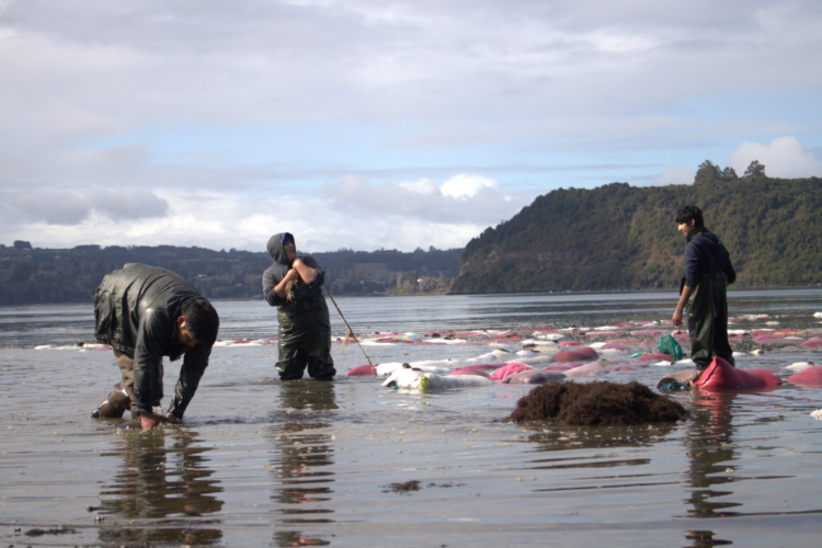 Estudio analiza perfiles de empleo en pesca y acuicultura en la Región de Los Lagos.