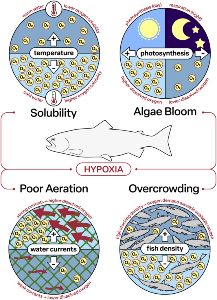 Fig. 2. Factores que provocan la hipoxia y sus consecuencias en la acuicultura del salmón del Atlántico. Créditos: Estudio.