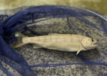 Trucha Yamame o salmón cereza de Okutama destinado al consumo en fresco.