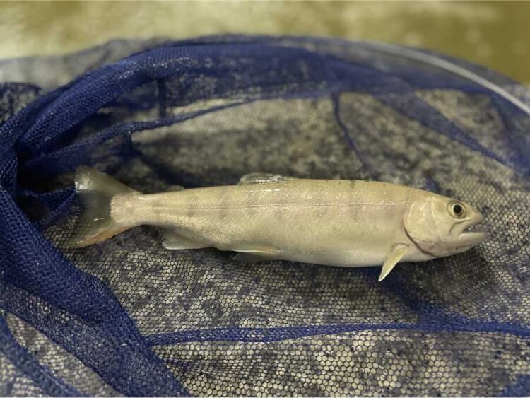 Trucha Yamame o salmón cereza de Okutama destinado al consumo en fresco.