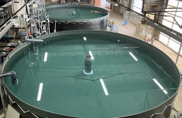Vista de los estanques de cultivo del proyecto Mirai Salmon, tecnología que la compañía japonesa proyecta llevar a mercados internacionales. Foto: Nichimo Co., Ltd.