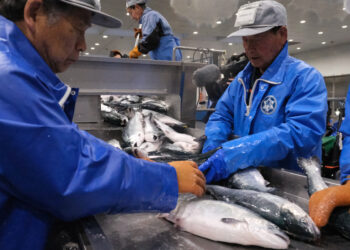 salmón coho cultivados en centros marinos de la prefectura de Miyagi, Japón.