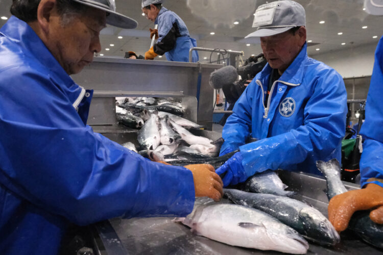 salmón coho cultivados en centros marinos de la prefectura de Miyagi, Japón.