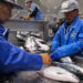 salmón coho cultivados en centros marinos de la prefectura de Miyagi, Japón.