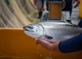 bienestar del salmón coho