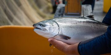 bienestar del salmón coho