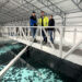 Acuicultura terrestre toma fuerza: Brimer suma contratos para proyectos de bacalao, halibut y salmón en Noruega