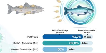 Nueva estrategia vacunal muestra resultados prometedores contra Caligus y SRS en salmón del Atlántico