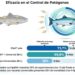 Nueva estrategia vacunal muestra resultados prometedores contra Caligus y SRS en salmón del Atlántico
