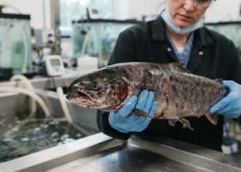 Modelo científico revela cuándo y dónde el virus ISA podría representar un mayor riesgo para el salmón silvestre