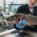 Modelo científico revela cuándo y dónde el virus ISA podría representar un mayor riesgo para el salmón silvestre