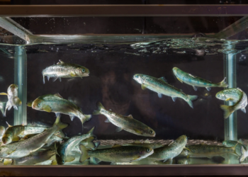 El misterio de los large smolts estancados: investigación revela cómo el fotoperiodo cambia el destino del pez