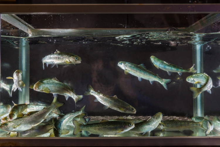 El misterio de los large smolts estancados: investigación revela cómo el fotoperiodo cambia el destino del pez