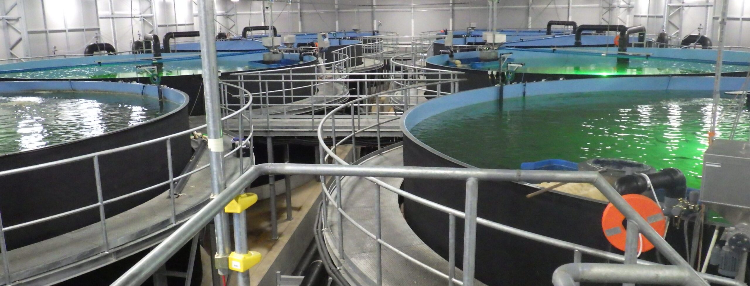 Estanques de cultivo en tierra del sistema Modular RAS de Nichimo.